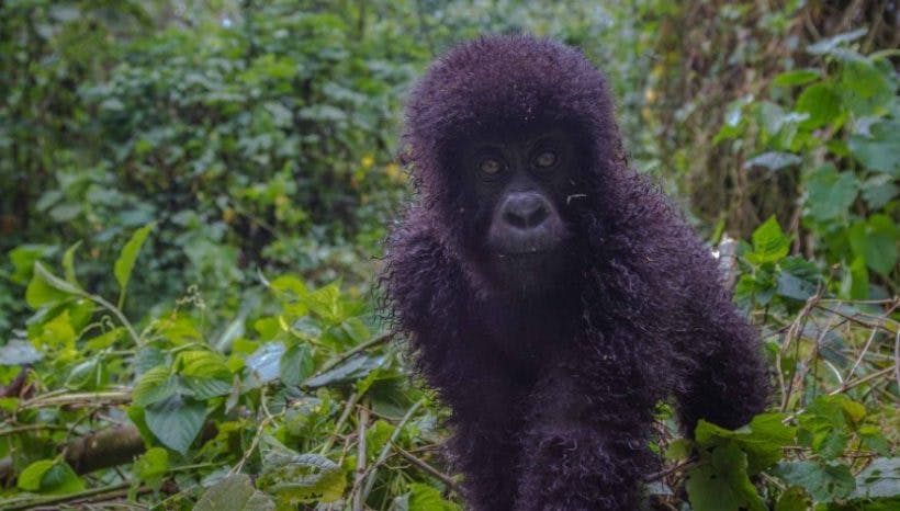 5 Days Gorilla and Wildlife Safari Tour, Rwanda